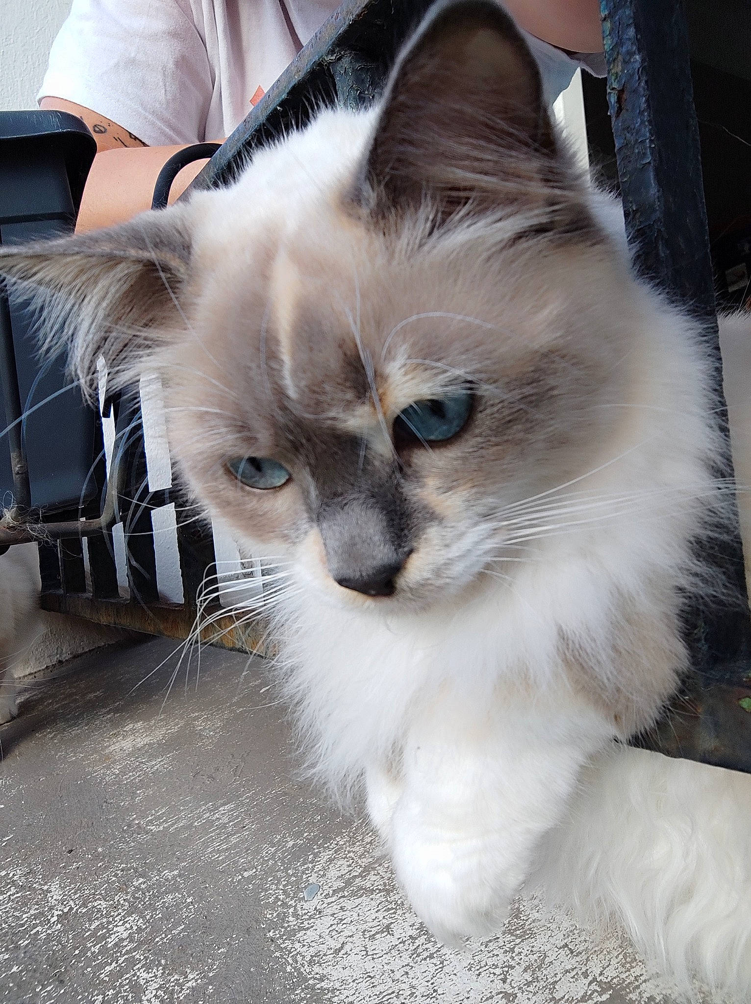 Pêche participe au concours pour gagner de l'argent avec cette photo : balinese, birman, carnivore, cat, claw, comfort, eye, fawn, felidae, flooring, fur, head, iris, paw, ragdoll, small_to_medium_sized_cats, snout, tail, terrestrial_animal, whiskers