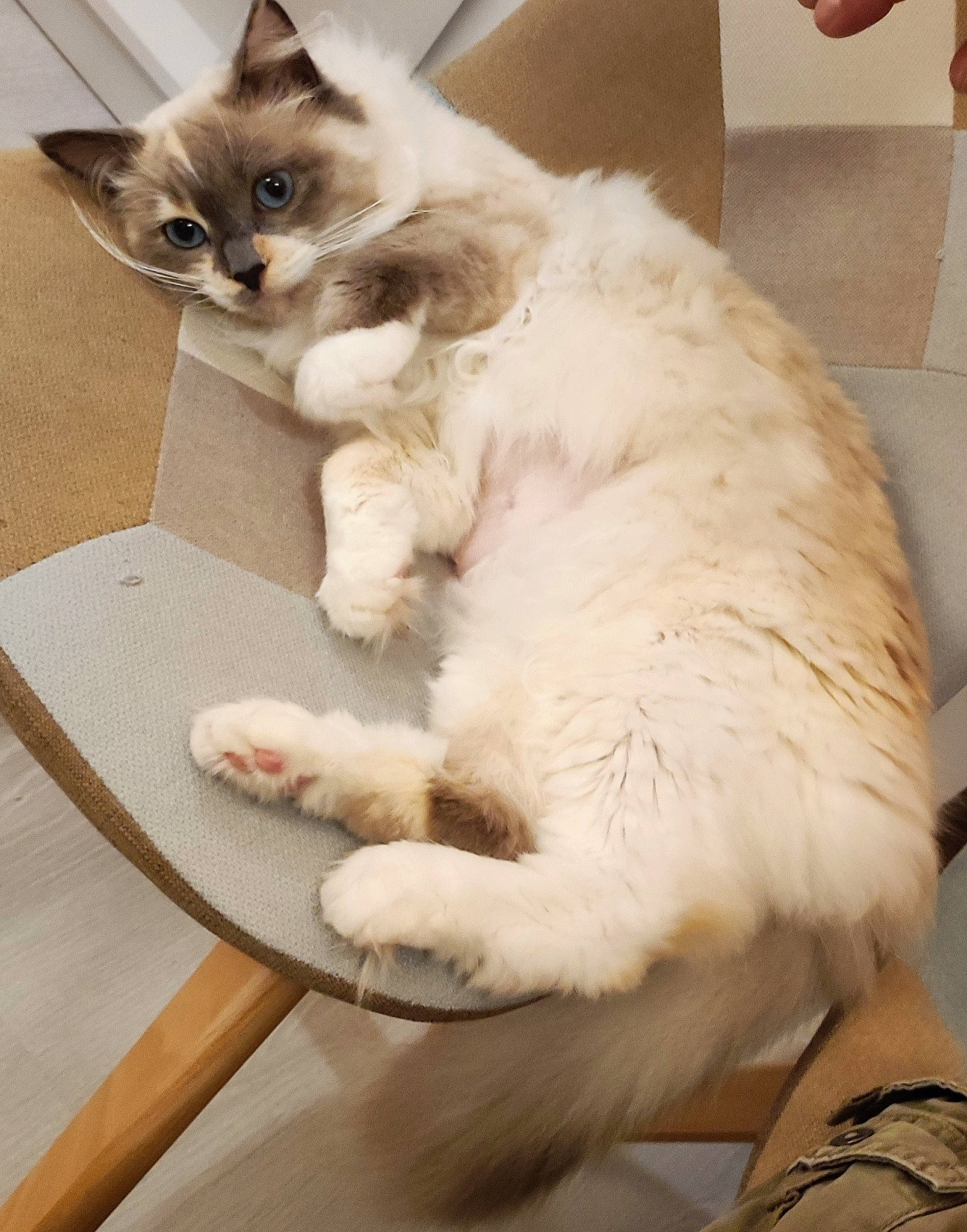 Pêche a rejoint le concours — aidez-le/la à gagner de superbes lots ! carnivore, cat, claw, comfort, domestic_short_haired_cat, fawn, felidae, fur, outdoor_furniture, paw, pet_supply, sitting, small_to_medium_sized_cats, snout, tail, whiskers