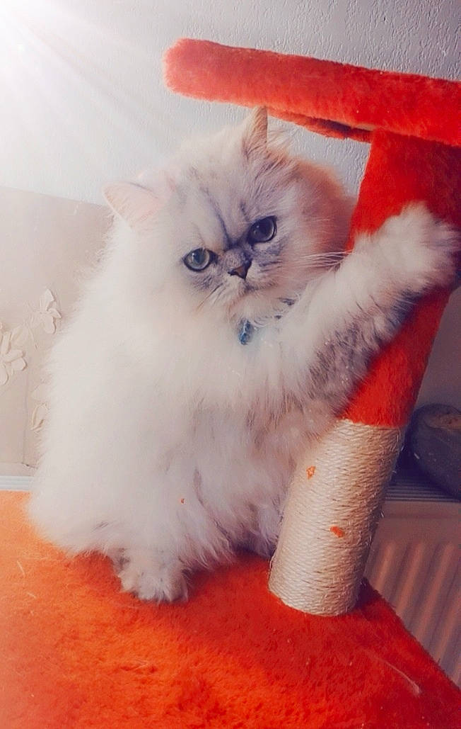 Ruby participe au concours pour gagner de l'argent avec cette photo : carnivore, cat, claw, comfort, electric_blue, fawn, felidae, fur, paw, ragdoll, sitting, small_to_medium_sized_cats, snout, tail, terrestrial_animal, whiskers