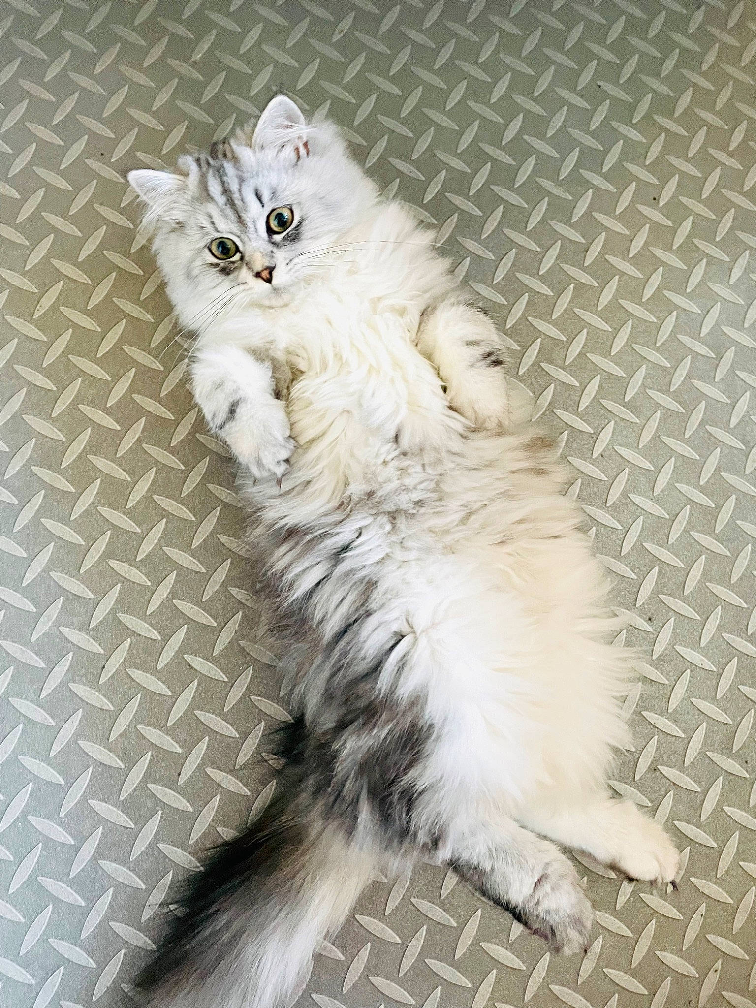Bodie joined the competition — help win amazing prizes! british_longhair, carnivore, cat, claw, felidae, flooring, fur, paw, persian, selkirk_rex, small_to_medium_sized_cats, snout, tail, terrestrial_animal, whiskers, window