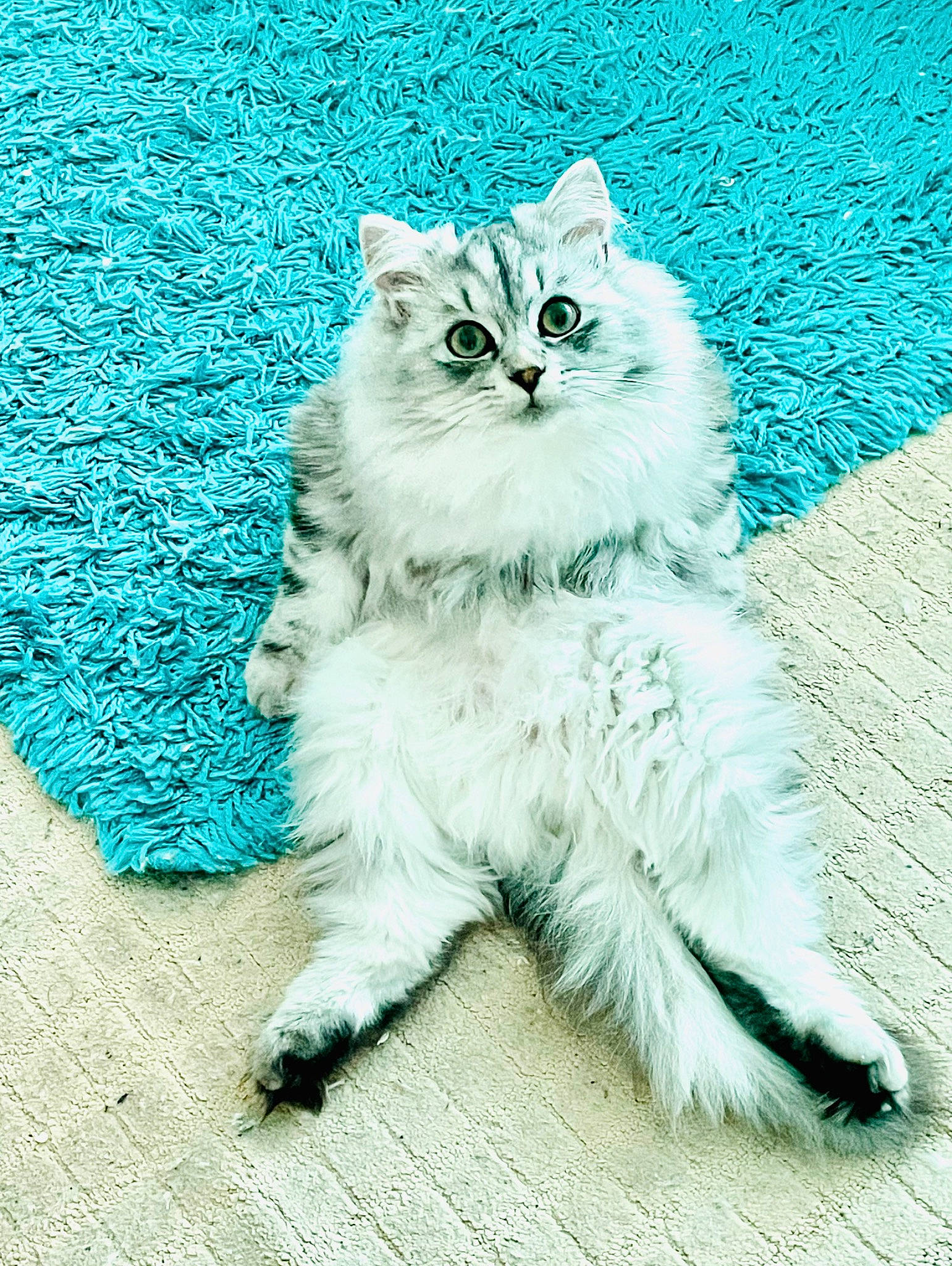 Bodie is registered to the contest to win money with this photo: azure, blue, british_longhair, carnivore, cat, claw, electric_blue, felidae, fur, grass, persian, plant, road_surface, sitting, small_to_medium_sized_cats, snout, tail, terrestrial_animal, whiskers