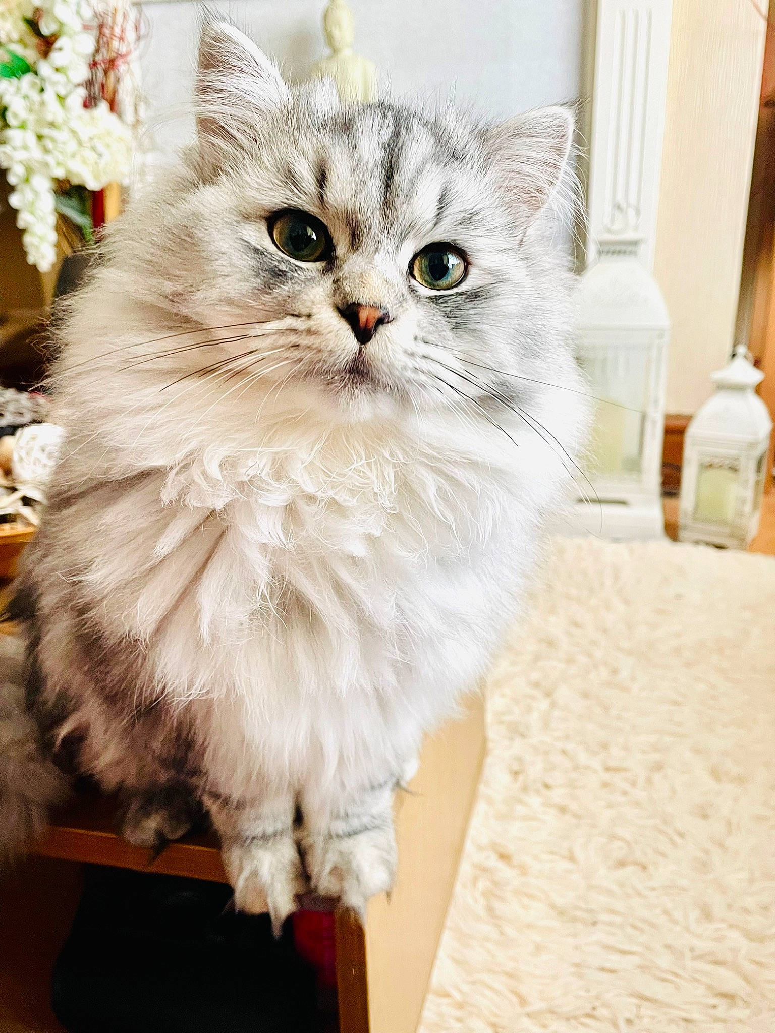 Bodie is registered to the contest to win money with this photo: british_longhair, carnivore, cat, claw, fashion_accessory, fawn, felidae, fur, paw, persian, small_to_medium_sized_cats, snout, tail, whiskers, window, wood