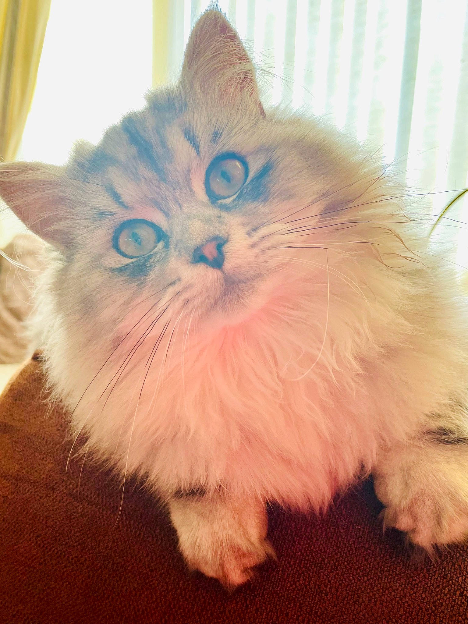 Bodie is registered to the contest to win money with this photo: british_longhair, carnivore, cat, chair, claw, curtain, domestic_short_haired_cat, eye, fawn, felidae, fur, paw, plant, small_to_medium_sized_cats, snout, tail, whiskers, window, wood