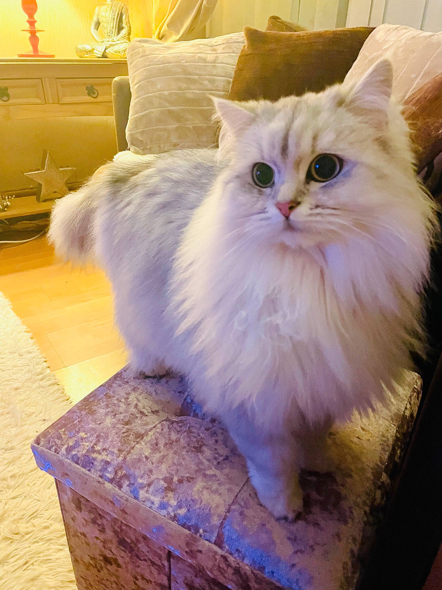 Cece is registered to the contest to win money with this photo: bedding, british_longhair, cabinetry, carnivore, cat, chest, chest_of_drawers, comfort, drawer, felidae, fur, hardwood, paw, persian, pillow, small_to_medium_sized_cats, snout, tail, whiskers, wood