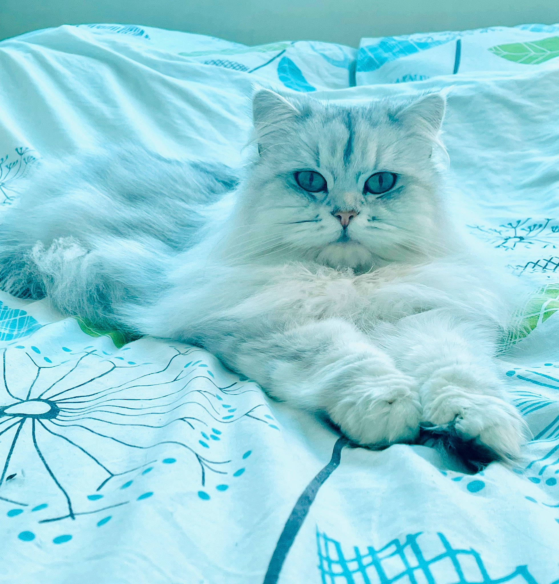 Cece joined the competition — help win amazing prizes! aqua, bed, bed_sheet, bedding, blue, carnivore, cat, comfort, electric_blue, event, fashion_accessory, felidae, fur, grass, linens, pattern, plant, small_to_medium_sized_cats, tail, whiskers
