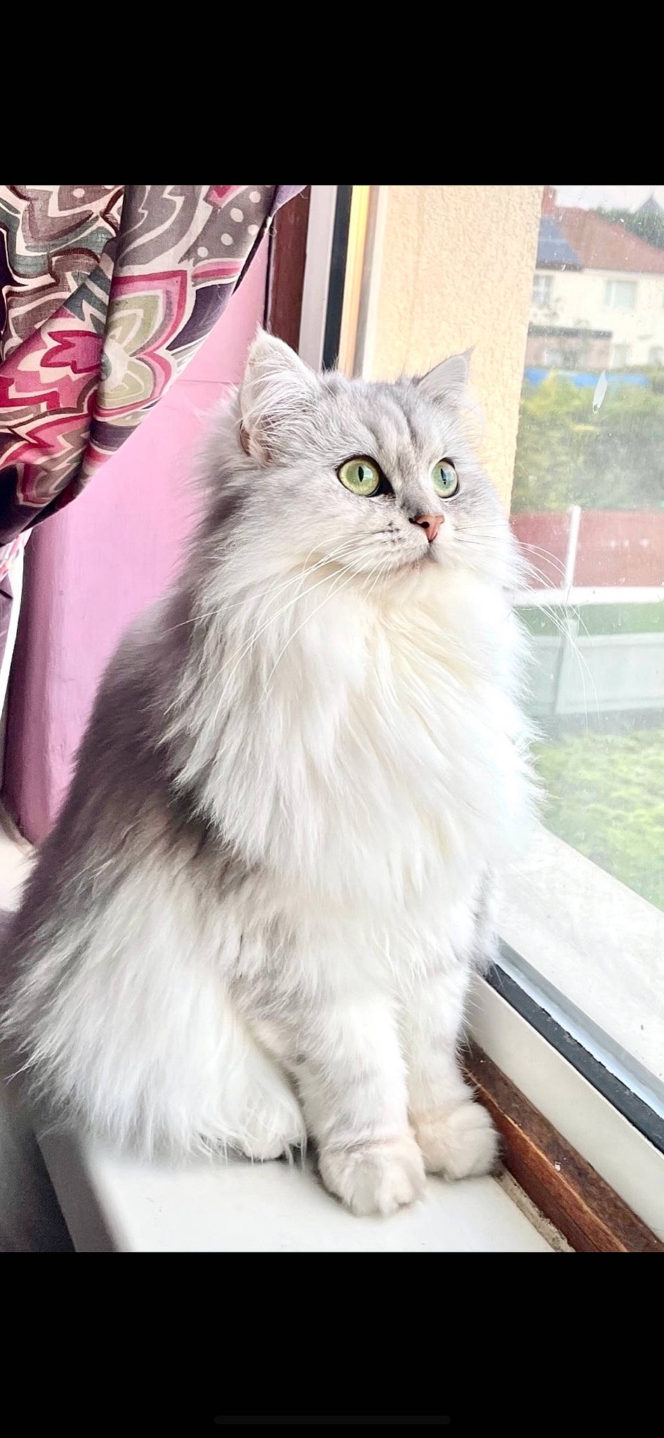Cece is registered to the contest to win money with this photo: british_longhair, carnivore, cat, felidae, fur, kitchen_utensil, maine_coon, norwegian_forest_cat, persian, small_to_medium_sized_cats, snout, tableware, terrestrial_animal, whiskers, window, wine_glass