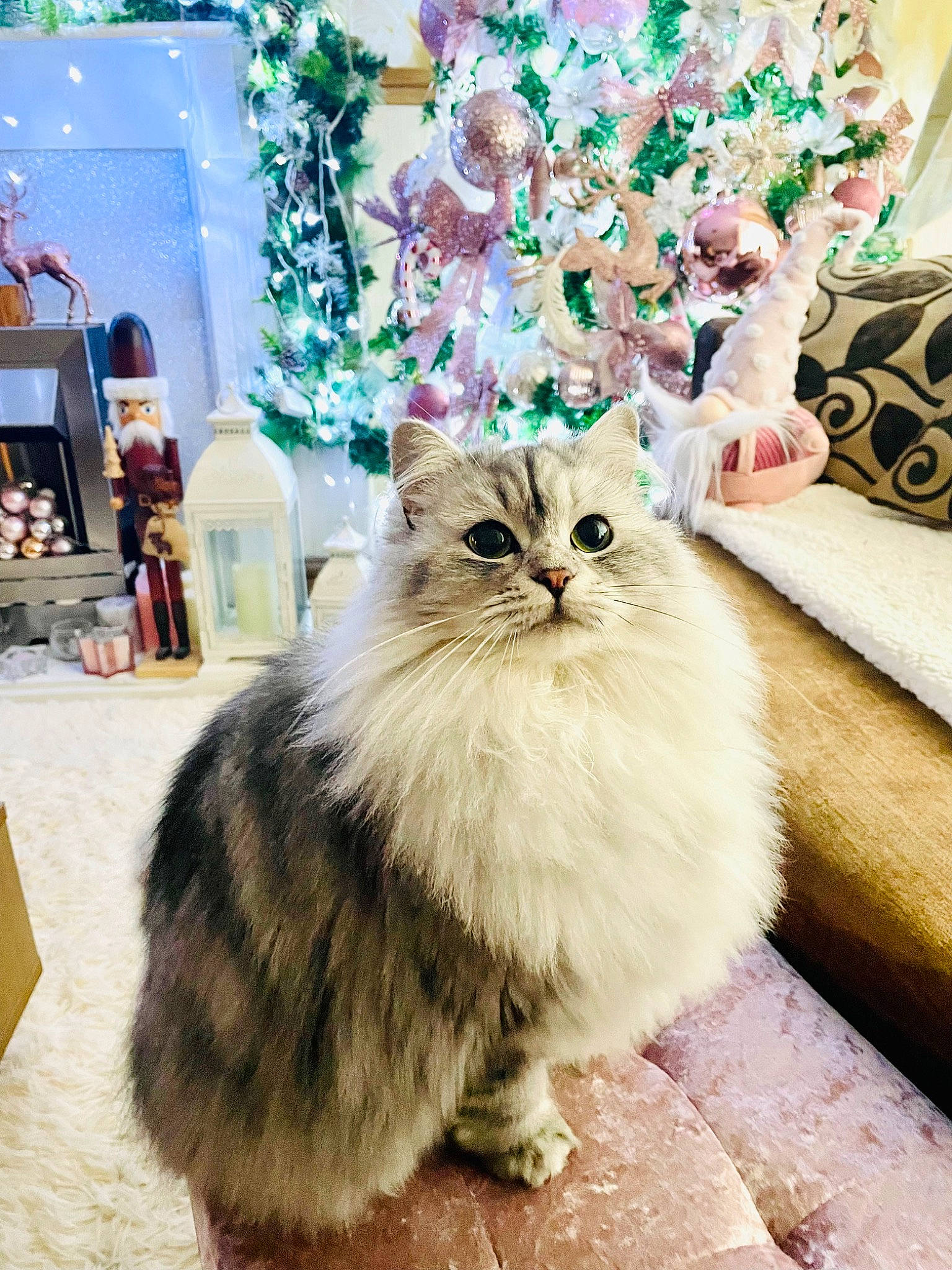 Dolly joined the competition — help win amazing prizes! british_longhair, carnivore, cat, claw, event, fawn, felidae, flooring, fur, plant, sitting, small_to_medium_sized_cats, snout, tail, terrestrial_animal, tree, whiskers, window, wood