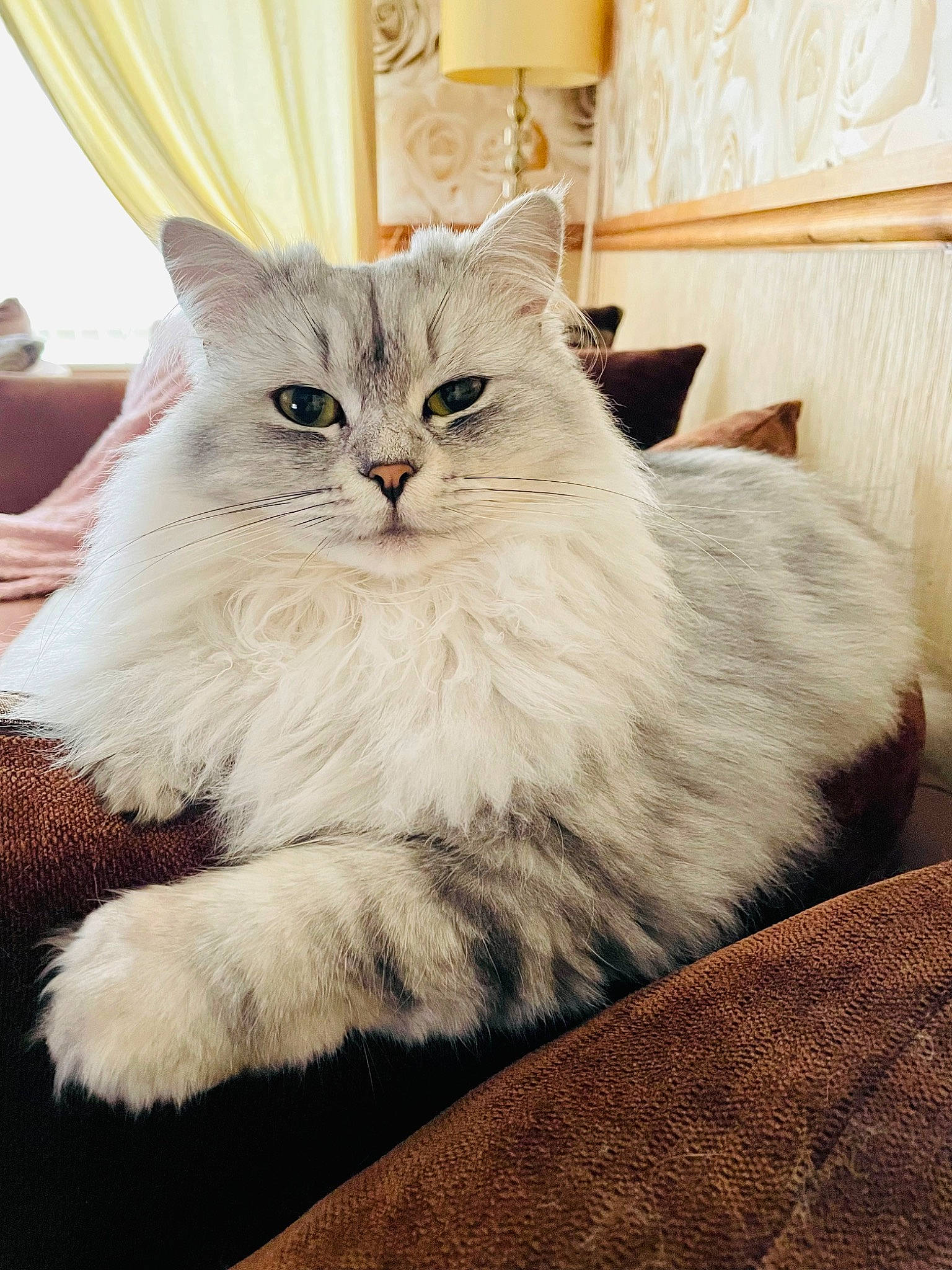 Dolly is registered to the contest to win money with this photo: british_longhair, carnivore, cat, claw, comfort, curtain, felidae, fur, hardwood, paw, persian, small_to_medium_sized_cats, tail, terrestrial_animal, whiskers, window, wood