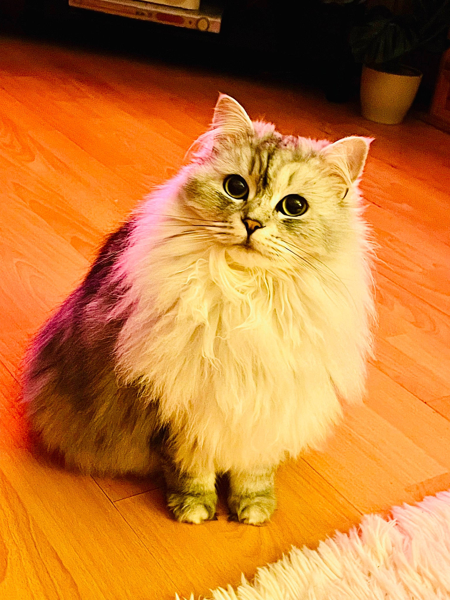 Dolly is registered to the contest to win money with this photo: british_longhair, carnivore, cat, fawn, felidae, flooring, fur, hardwood, houseplant, laminate_flooring, plant, small_to_medium_sized_cats, snout, tail, terrestrial_animal, varnish, whiskers, wood, wood_flooring, wood_stain