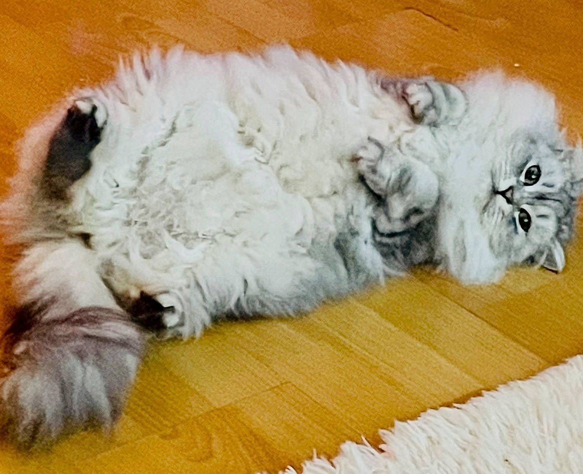 Dolly is registered to the contest to win money with this photo: canidae, carnivore, cat, comfort, companion_dog, dog_breed, fawn, felidae, flooring, fur, grey, hardwood, laminate_flooring, mammal, paw, small_to_medium_sized_cats, snout, tail, terrestrial_animal, whiskers