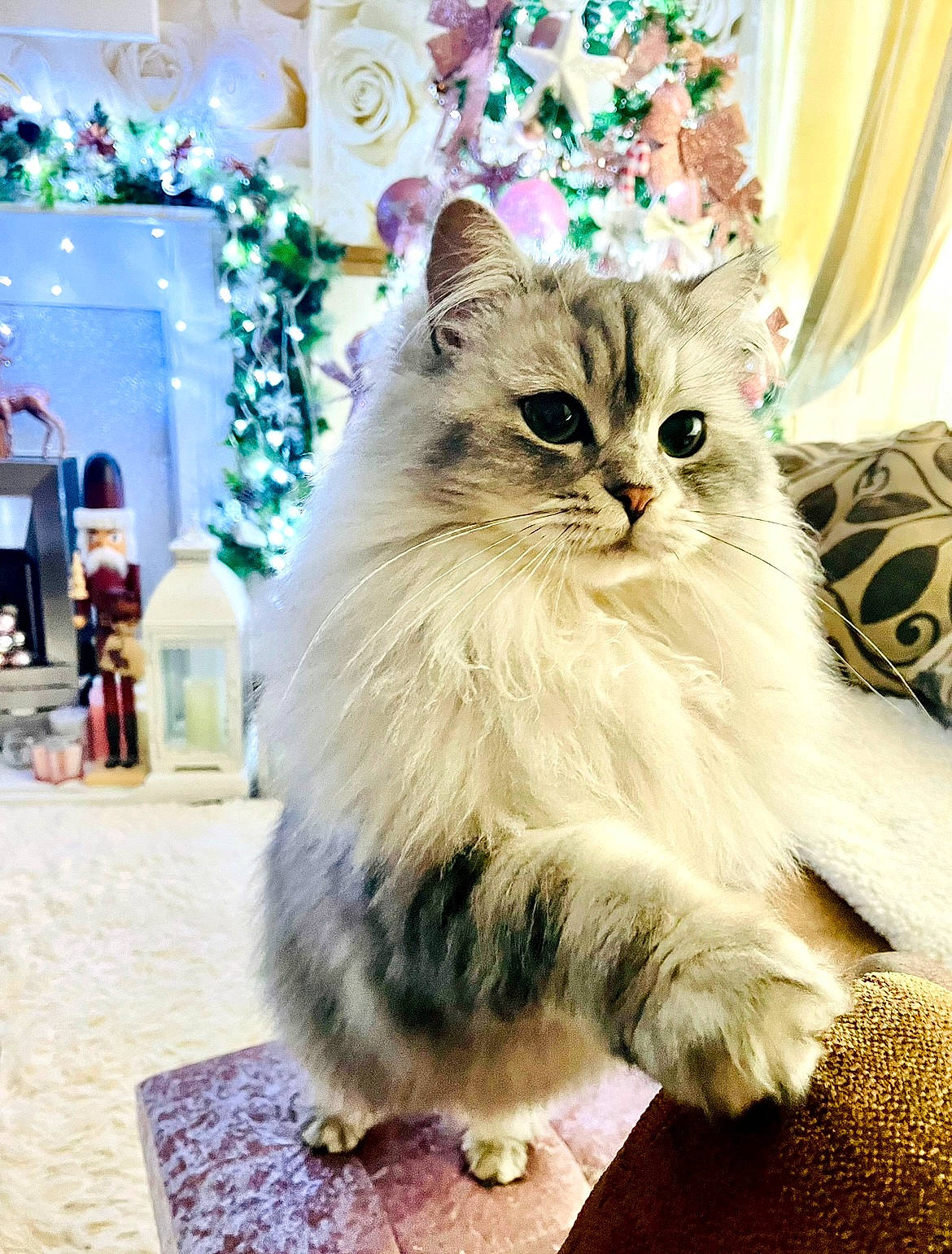 Dolly joined the competition — help win amazing prizes! carnivore, cat, christmas, christmas_decoration, claw, curtain, domestic_short_haired_cat, event, felidae, flooring, fur, happy, holiday, maine_coon, paw, ragdoll, small_to_medium_sized_cats, tail, whiskers