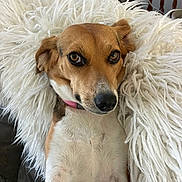 Ester Edith Beagle is registered to the contest to win money with this photo: dog, pet, brown, white, fur, collar, fluffy_pillow, indoor, closeup, cute, animal, canine, nostrils, ears, eyes, snout, resting, comfort, portrait, relaxed