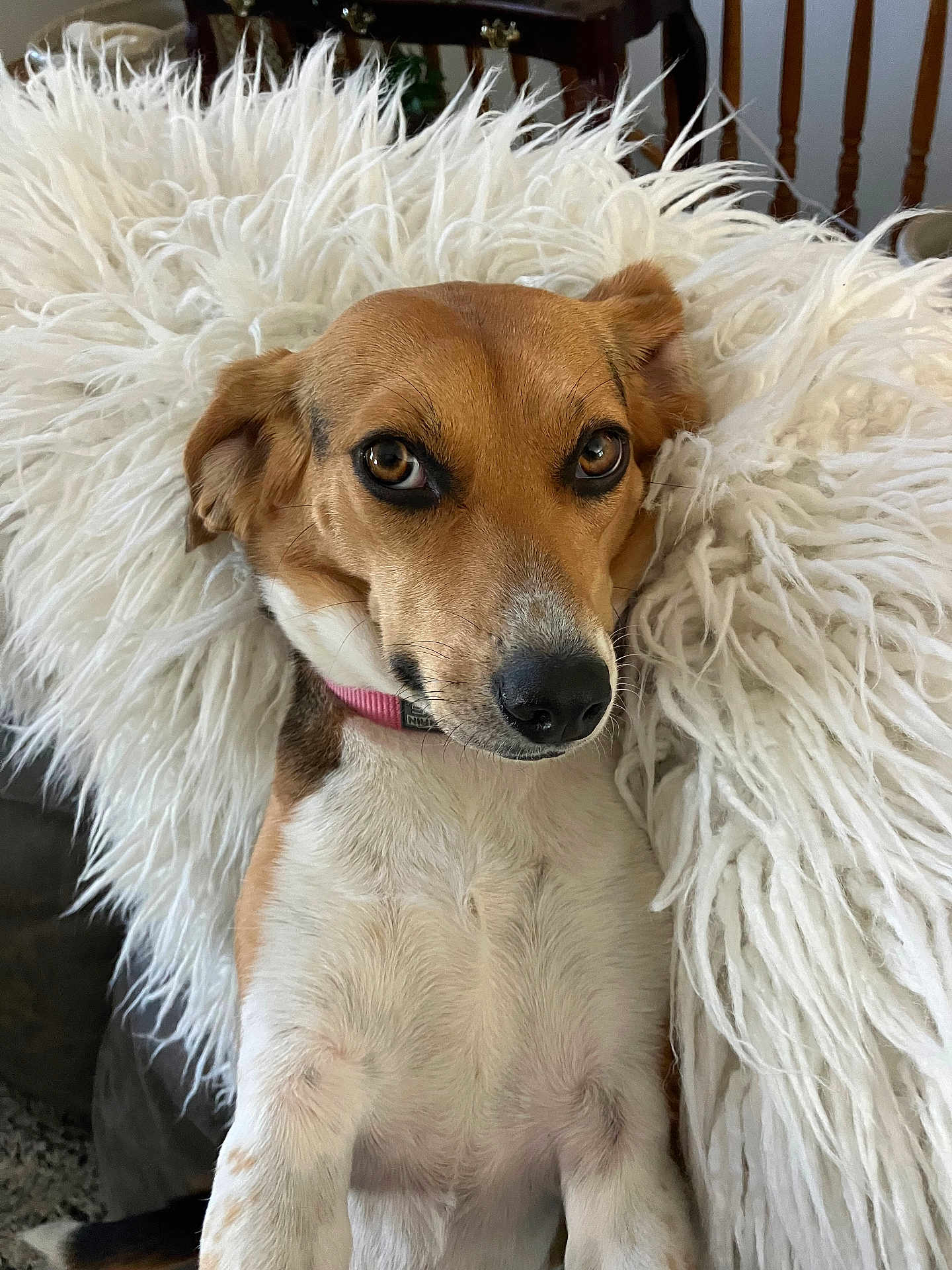 Ester Edith Beagle