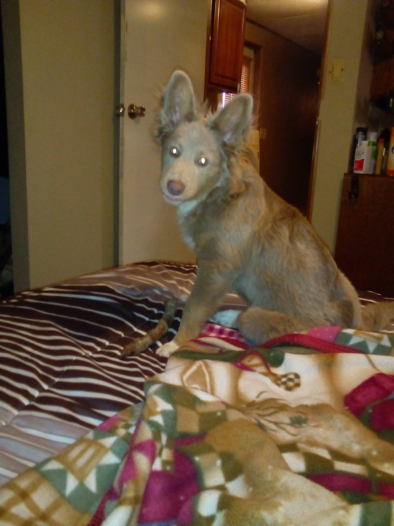 Gizmo is registered to the contest to win money with this photo: canidae, carnivore, comfort, companion_dog, dog, dog_breed, dog_supply, fawn, felidae, fur, linens, party_hat, room, shelf, small_to_medium_sized_cats, snout, sporting_group, tail, toy_dog, working_animal