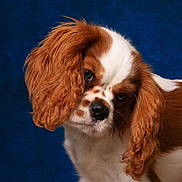 Arthur participe au concours pour gagner de l'argent avec cette photo : dog, cavalier_king_charles_spaniel, puppy, pet, animal, portrait, close_up, floppy_ears, long_hair, curly_coat, chestnut_and_white, brown_and_white, blue_background, studio_portrait, looking_at_camera, sad_expression, cute, furry, purebred, canine