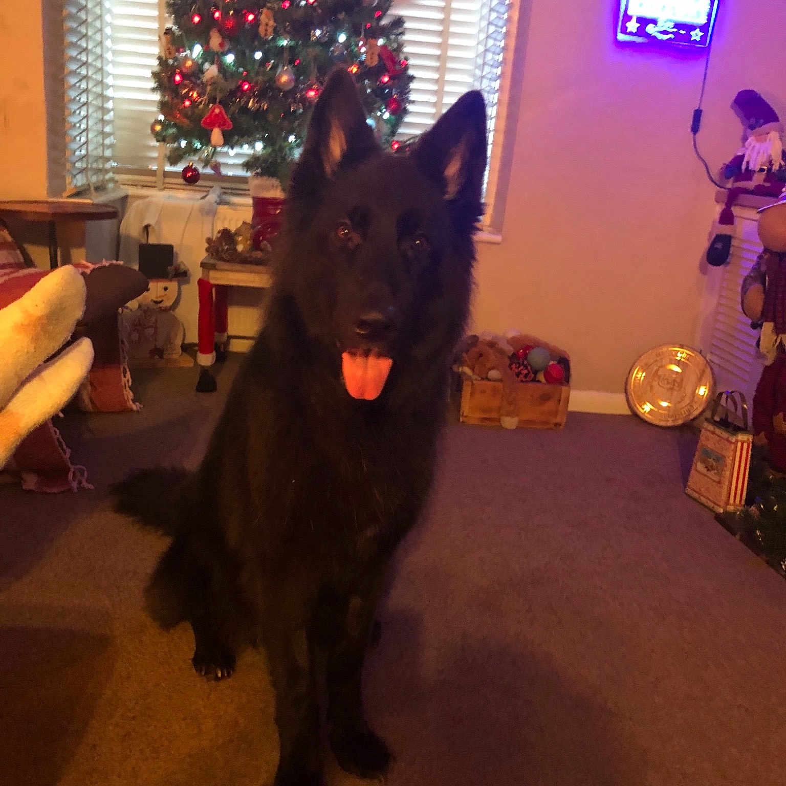 Rio is registered to the contest to win money with this photo: black, dog, dog_breed, dog_breed_group, dog_like_mammal, schipperke, snout