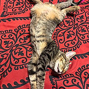 Fatima Rahman joined the competition — help win amazing prizes! cat, tabby, sleeping, bedspread, patterned, red, black, fur, stretching, pet, animal, whiskers, relaxed, indoor, cute, domestic, feline, paws, resting, cozy
