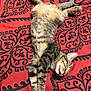 cat, tabby, sleeping, bedspread, patterned, red, black, fur, stretching, pet, animal, whiskers, relaxed, indoor, cute, domestic, feline, paws, resting, cozy