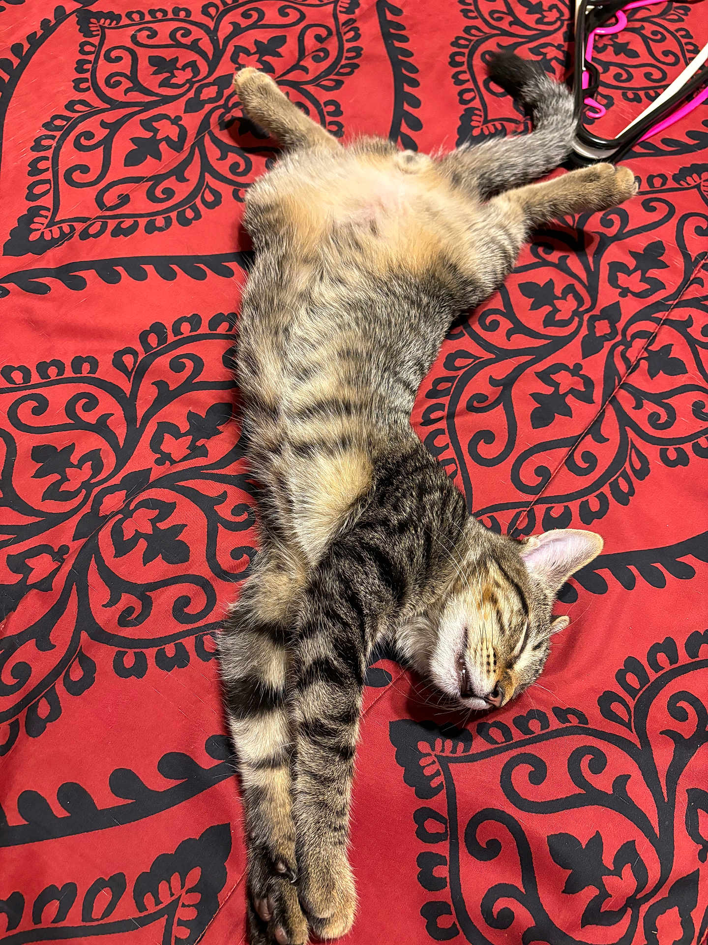 Fatima Rahman joined the competition — help win amazing prizes! cat, tabby, sleeping, bedspread, patterned, red, black, fur, stretching, pet, animal, whiskers, relaxed, indoor, cute, domestic, feline, paws, resting, cozy