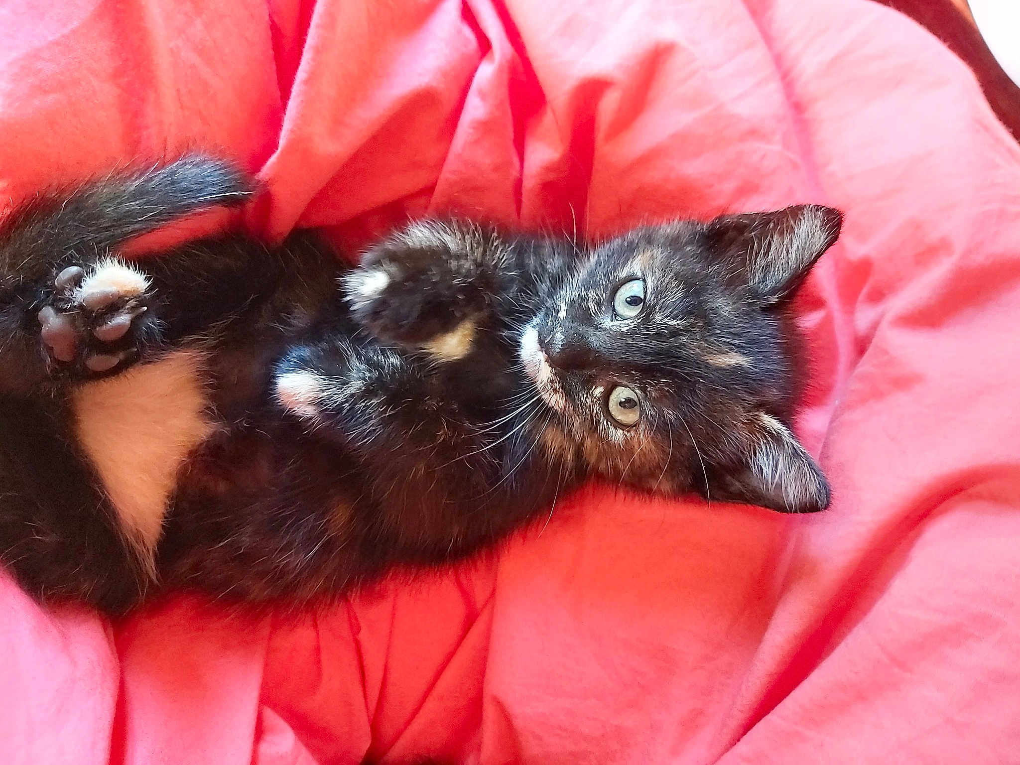 Freya