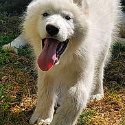 Alto a rejoint le concours — aidez-le/la à gagner de superbes lots ! dog, puppy, white_fur, happy, tongue_out, outdoor, grass, sunlight, animal, pet, playful, cute, fur, canine, nature, walking, young_dog, joyful, tongue, close_up