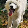 animal, canine, close_up, cute, dog, fur, grass, happy, joyful, nature, outdoor, pet, playful, puppy, sunlight, tongue, tongue_out, walking, white_fur, young_dog