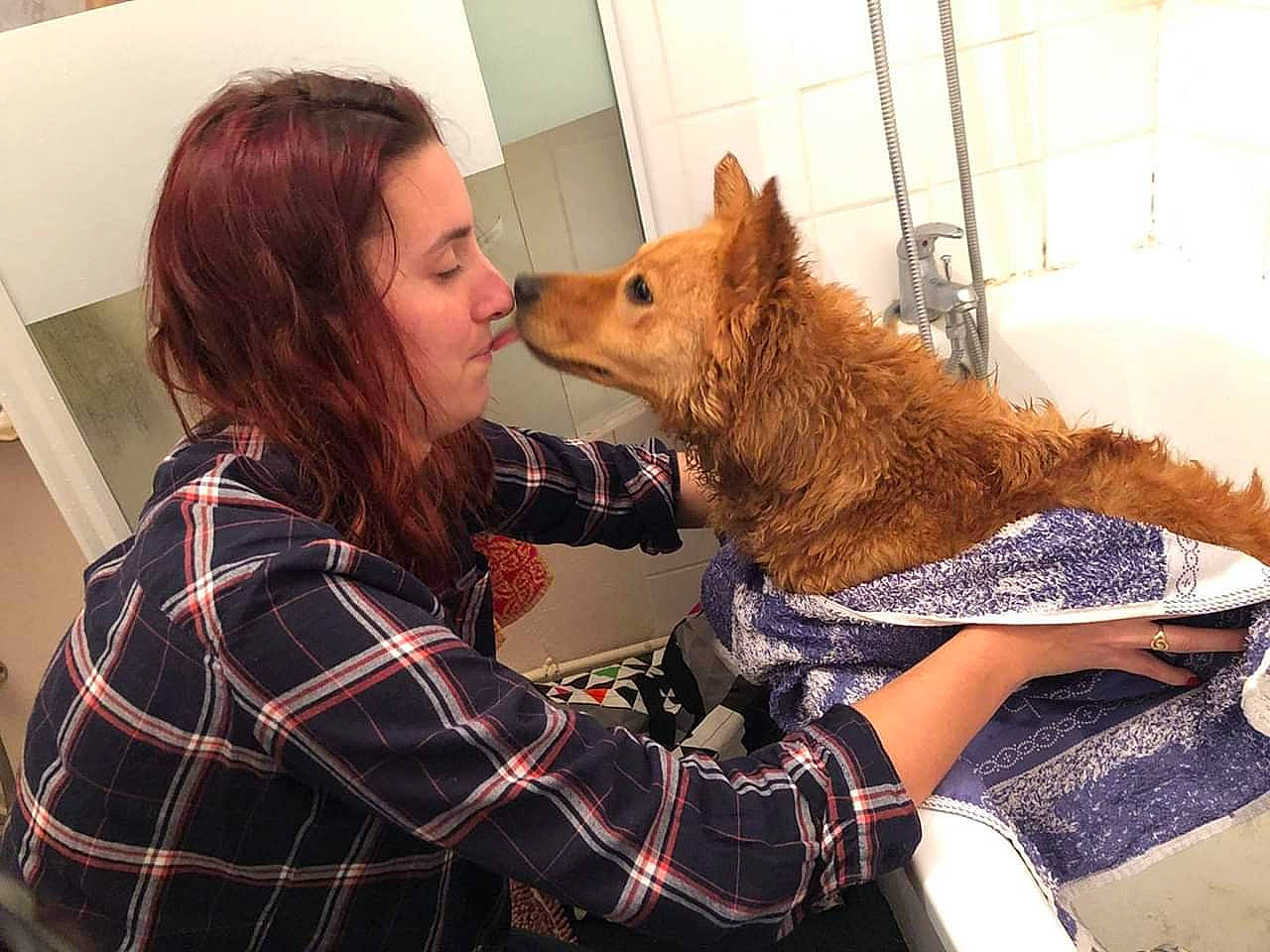 Naya participe au concours pour gagner de l'argent avec cette photo : canidae, carnivore, companion_dog, design, dog, dog_breed, finnish_spitz, fur, interaction, mammal, non_sporting_group, pattern, plaid, pomeranian, spitz