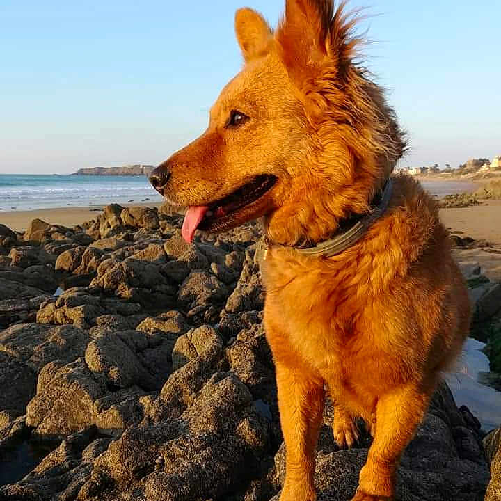 Naya