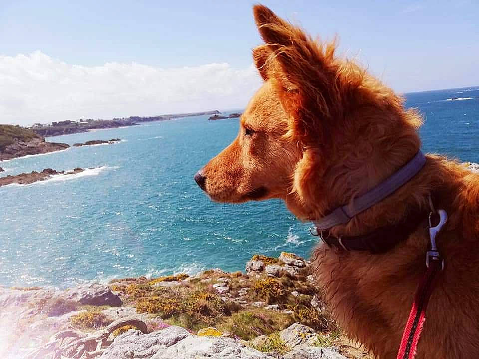 Naya a rejoint le concours — aidez-le/la à gagner de superbes lots ! adventure, beach, canidae, carnivore, coast, dog, dog_breed, dog_walking, golden_retriever, irish_setter, nova_scotia_duck_tolling_retriever, ocean, retriever, sea, setter, sky, sporting_group, summer, vacation