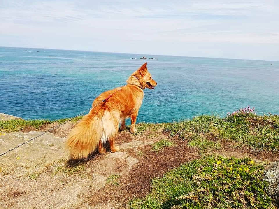Naya participe au concours pour gagner de l'argent avec cette photo : beach, canidae, carnivore, coast, coastal_and_oceanic_landforms, dog, dog_breed, golden_retriever, headland, ocean, retriever, sea, shore, sporting_group, vacation