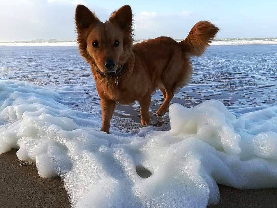 Naya participe au concours pour gagner de l'argent avec cette photo : canidae, carnivore, companion_dog, dog, dog_breed, fawn, mammal, ocean, sea, snow, sporting_group, vertebrate