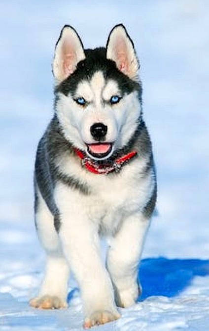 Turbo a rejoint le concours — aidez-le/la à gagner de superbes lots ! canidae, carnivore, collar, dog, dog_breed, freezing, fur, recreation, siberian_husky, sled_dog, slope, snow, sporting_group, winter, working_dog