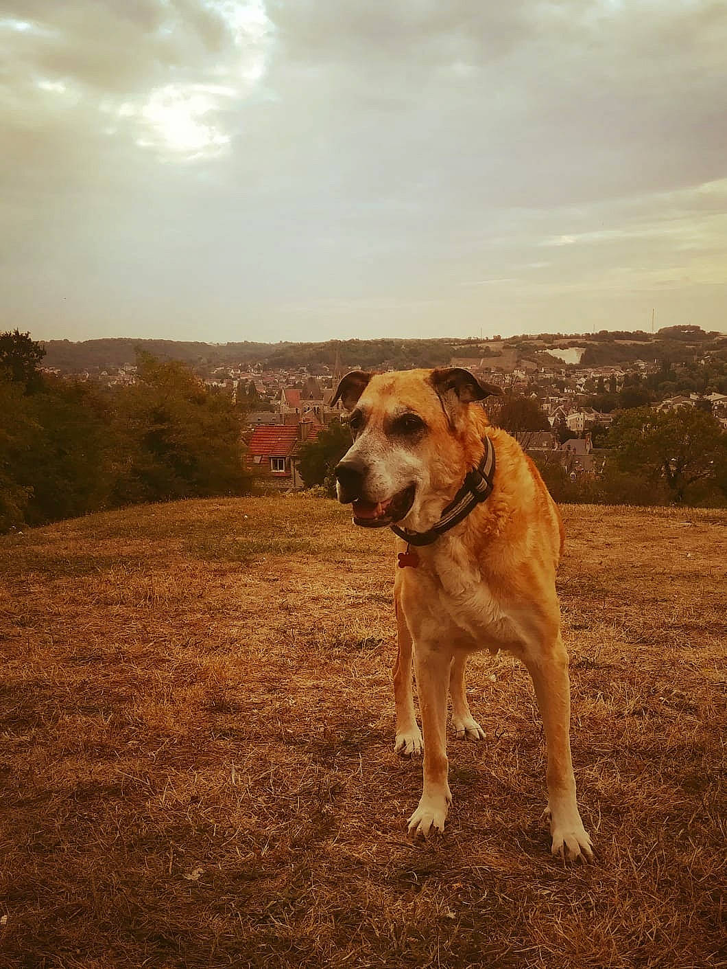 Dana participe au concours pour gagner de l'argent avec cette photo : ball, carnivore, cloud, companion_dog, dog, dog_breed, fawn, grass, gun_dog, hill, horizon, landscape, mountainous_landforms, plant, sky, soil, sporting_group, sunlight, tree, working_animal