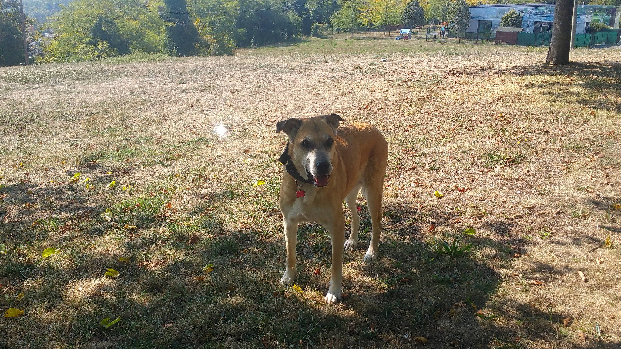 Dana a rejoint le concours — aidez-le/la à gagner de superbes lots ! canidae, carnivore, collar, dog, dog_breed, dog_collar, fawn, field, grass, grassland, guard_dog, hunting_dog, landscape, pasture, plant, soil, sporting_group, tree, working_animal, working_dog