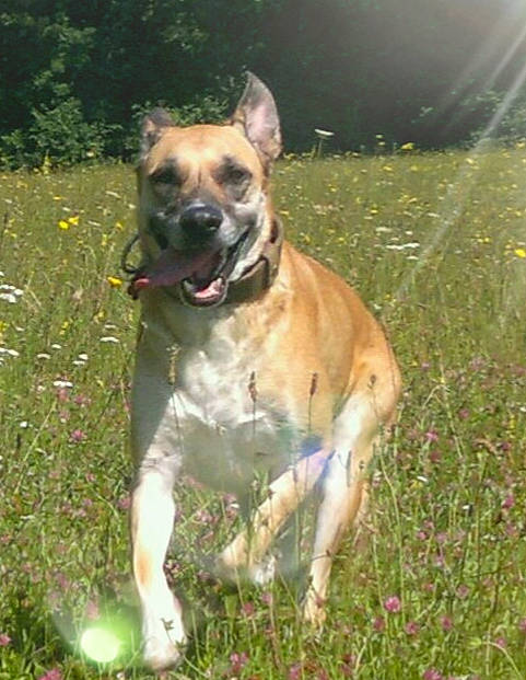 Dana participe au concours pour gagner de l'argent avec cette photo : ancient_dog_breeds, carnivore, collar, companion_dog, dog, dog_breed, dog_collar, fawn, grass, grassland, guard_dog, hunting_dog, molosser, non_sporting_group, plant, tail, tree, whiskers, working_animal, working_dog