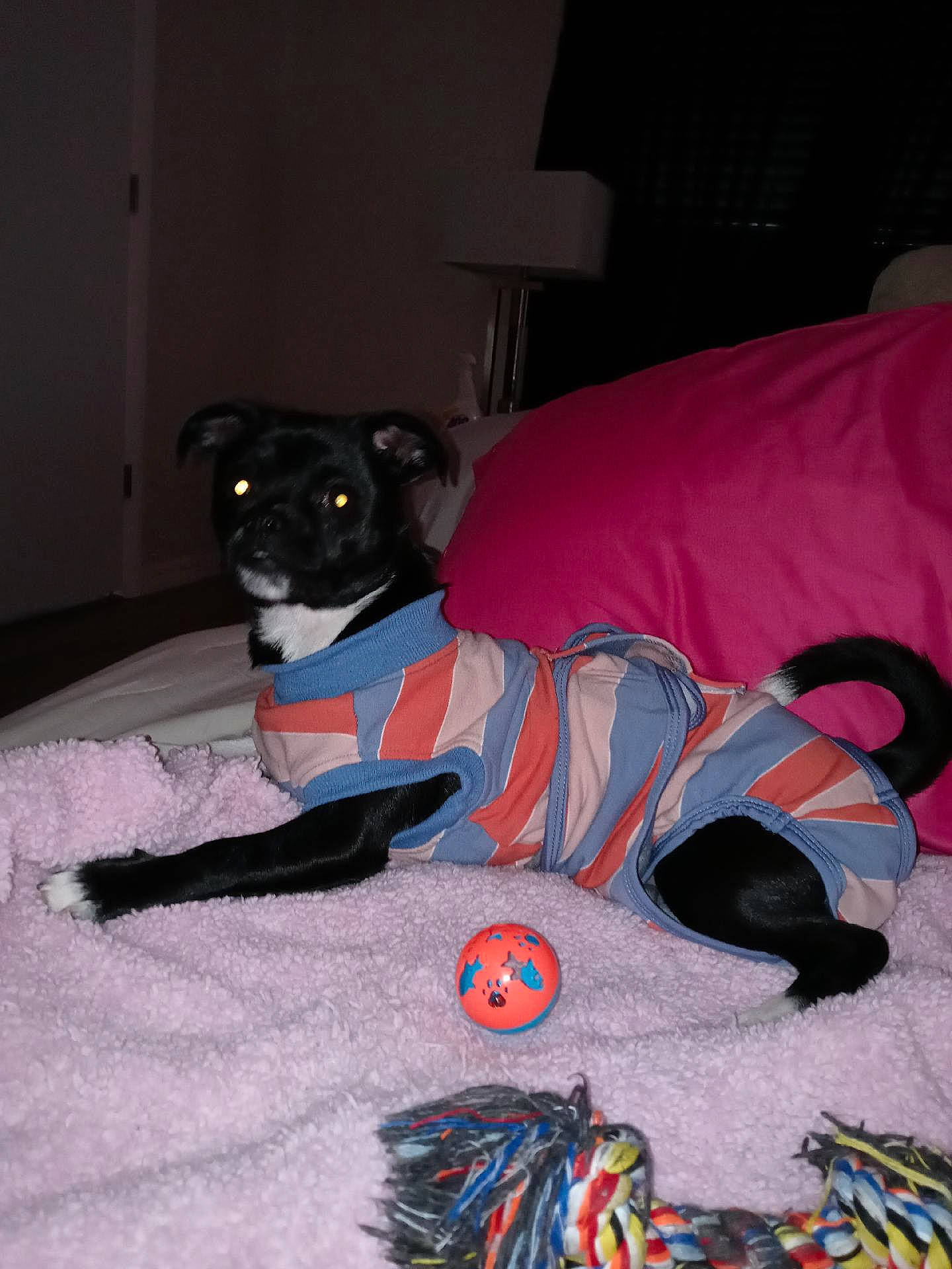 Promise is registered to the contest to win money with this photo: bag, black_cat, canidae, carmine, carnivore, cat, comfort, companion_dog, dog_breed, dog_supply, electric_blue, felidae, flooring, fur, linens, pattern, small_to_medium_sized_cats, sporting_group, tail, whiskers