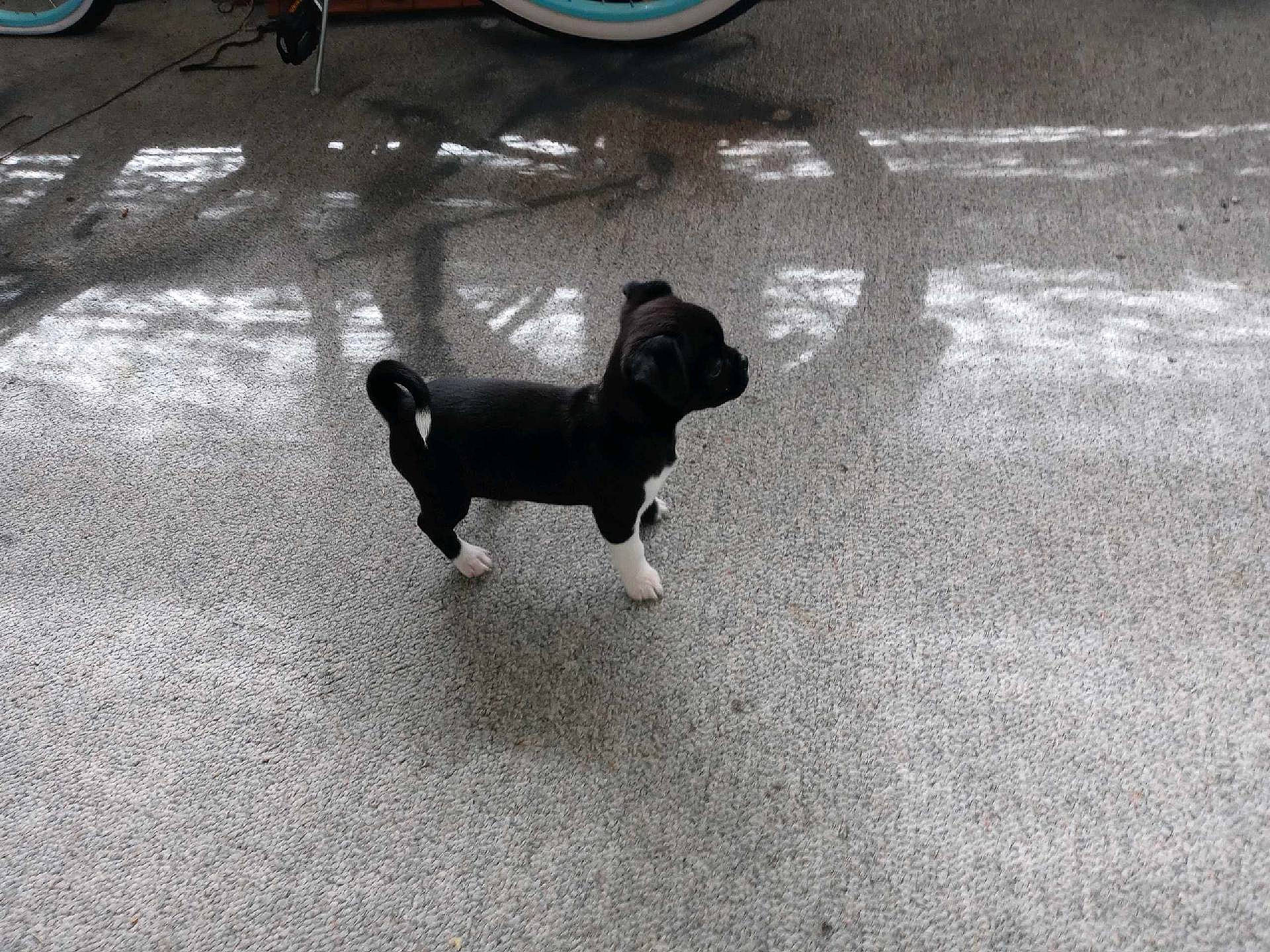 Promise joined the competition — help win amazing prizes! asphalt, automotive_tire, bicycle_wheel, carnivore, companion_dog, dog, dog_breed, fawn, floor, flooring, mammal, road_surface, sidewalk, snout, tail, tints_and_shades, tire, toy_dog, vertebrate, wheel