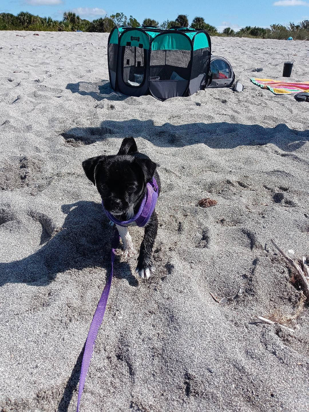 Promise joined the competition — help win amazing prizes! beach, body_of_water, carnivore, cloud, collar, companion_dog, dog, dog_breed, dog_collar, fawn, fun, landscape, leash, pet_supply, recreation, sand, sky, soil, travel, working_animal