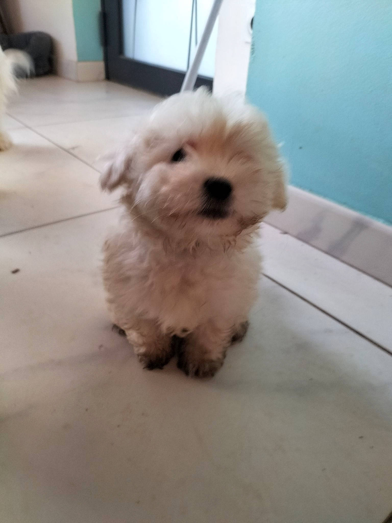 Tym a rejoint le concours — aidez-le/la à gagner de superbes lots ! canidae, carnivore, companion_dog, dog, dog_breed, dog_collar, flooring, fur, labradoodle, maltepoo, pet_supply, puppy, shih_poo, small_terrier, snout, sporting_group, terrier, toy_dog, working_animal, yorkipoo