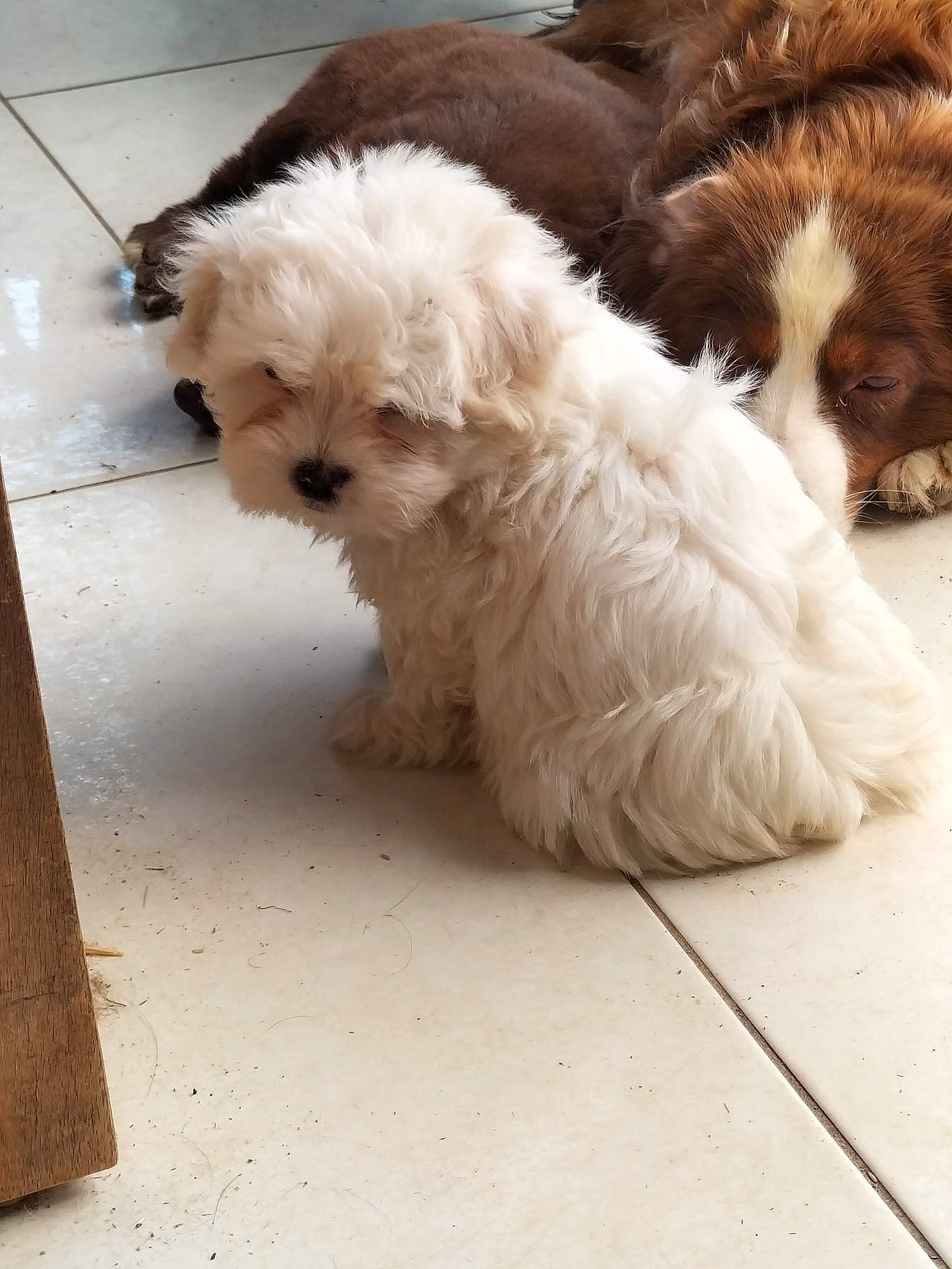 Tym participe au concours pour gagner de l'argent avec cette photo : canidae, carnivore, companion_dog, dog, dog_breed, dog_collar, fawn, flooring, fur, hardwood, liver, poodle_crossbreed, puppy, small_terrier, sporting_group, terrestrial_animal, terrier, toy_dog, wood, working_animal