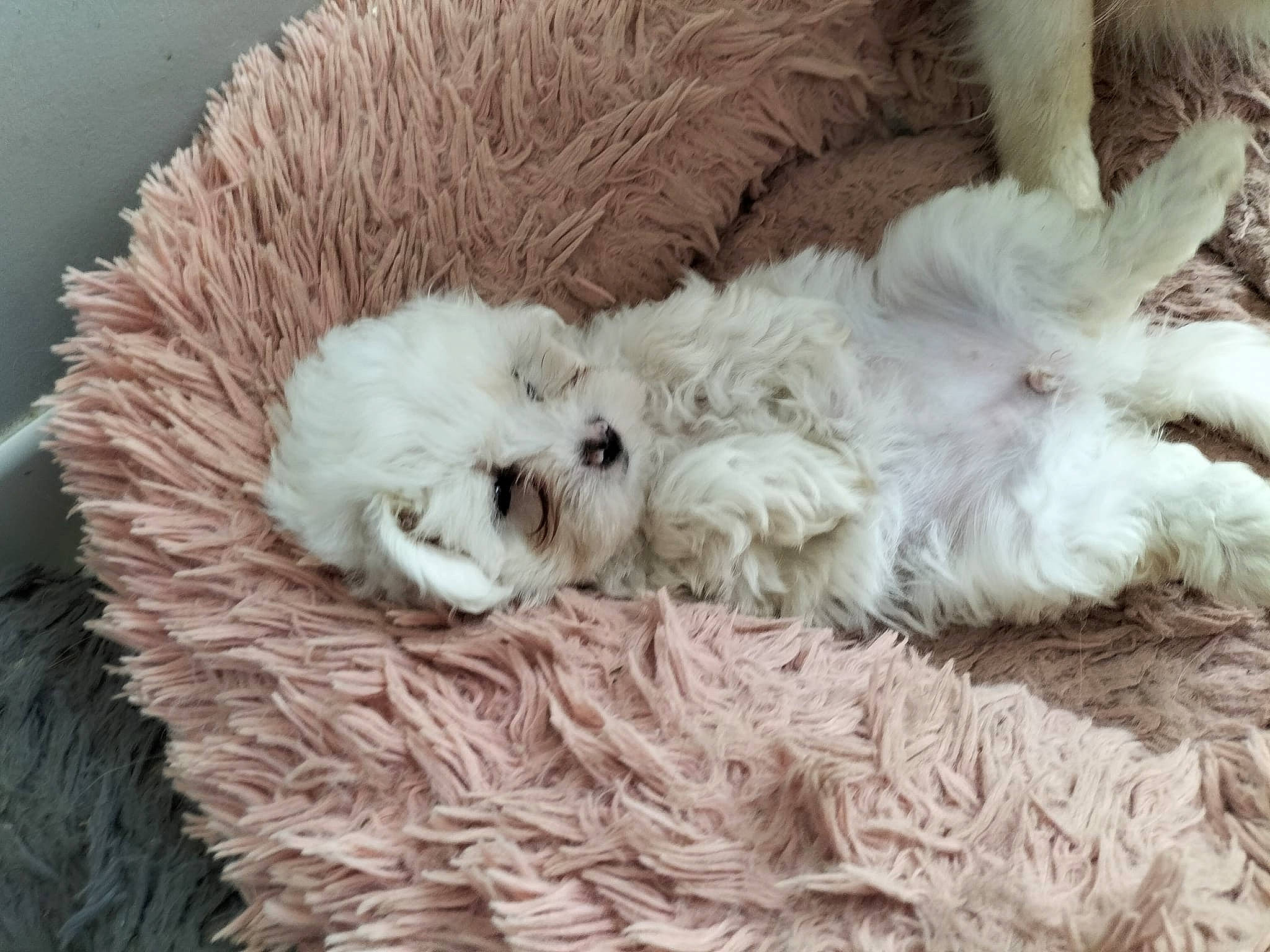 Tym participe au concours pour gagner de l'argent avec cette photo : canidae, carnivore, comfort, companion_dog, dog, dog_breed, fur, natural_material, non_sporting_group, pattern, poodle, small_terrier, sporting_group, terrier, toy, toy_dog, water_dog, wool, woolen, working_animal