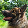 dog, german_shepherd, profile, tongue_out, fur, ears, outdoor, nature, greenery, sunlight, pet, canine, animal, portrait, closeup, happy, grass, leaf, summer, daylight