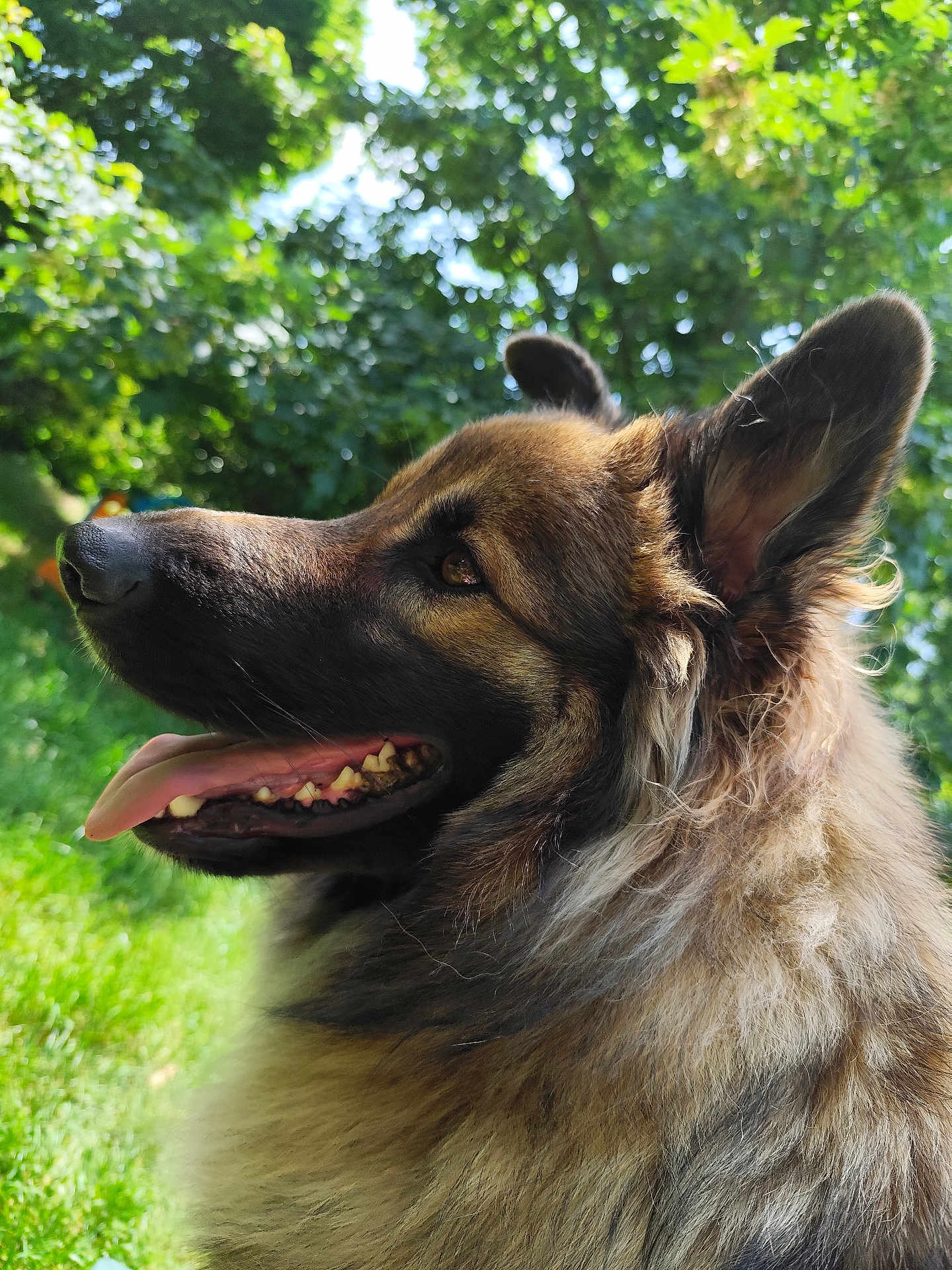 Taz participe au concours pour gagner de l'argent avec cette photo : dog, german_shepherd, profile, tongue_out, fur, ears, outdoor, nature, greenery, sunlight, pet, canine, animal, portrait, closeup, happy, grass, leaf, summer, daylight