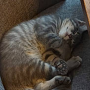 Tigri participe au concours pour gagner de l'argent avec cette photo : animal, cat, chair, cozy, cute, domestic, fur, furniture, gray, indoor, mammal, paw, pet, relaxation, resting, sleeping, tabby, table, whiskers, wood_floor