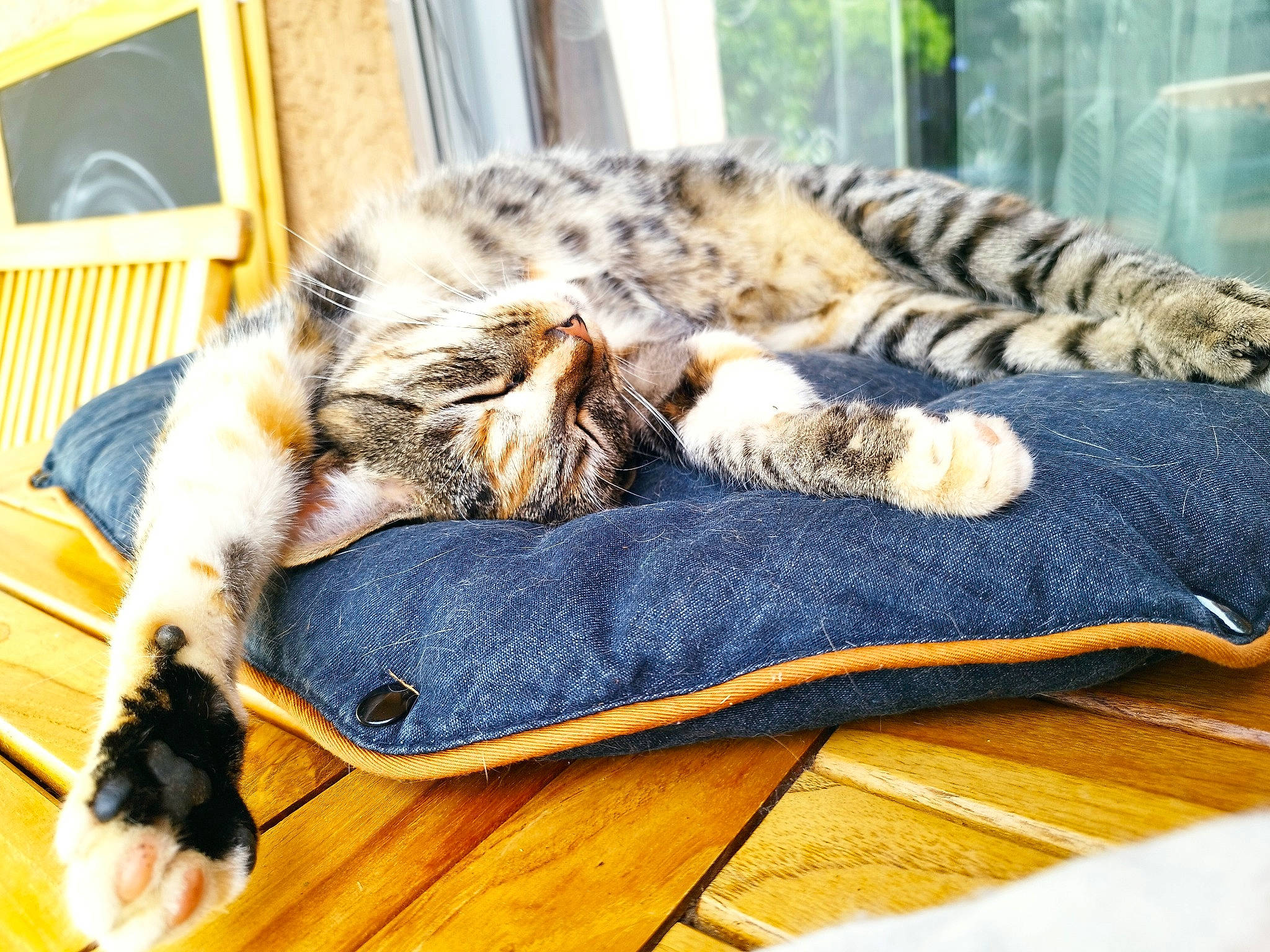 Smarthies a rejoint le concours — aidez-le/la à gagner de superbes lots ! bed, carnivore, cat, claw, comfort, couch, domestic_short_haired_cat, electric_blue, felidae, flooring, fur, hardwood, linens, paw, small_to_medium_sized_cats, snout, tail, terrestrial_animal, whiskers, wood