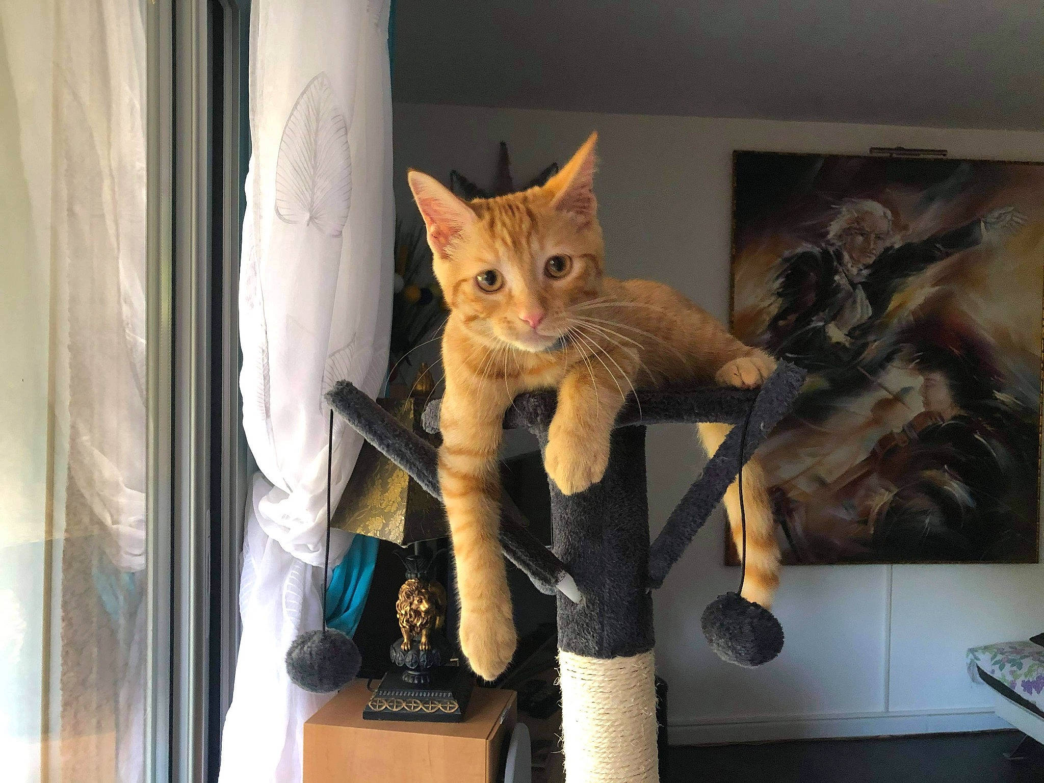 Ricola participe au concours pour gagner de l'argent avec cette photo : art, carnivore, cat, cat_furniture, cat_supply, claw, domestic_short_haired_cat, eye, fawn, felidae, fur, paw, picture_frame, small_to_medium_sized_cats, snout, tail, tree, whiskers, window, wood