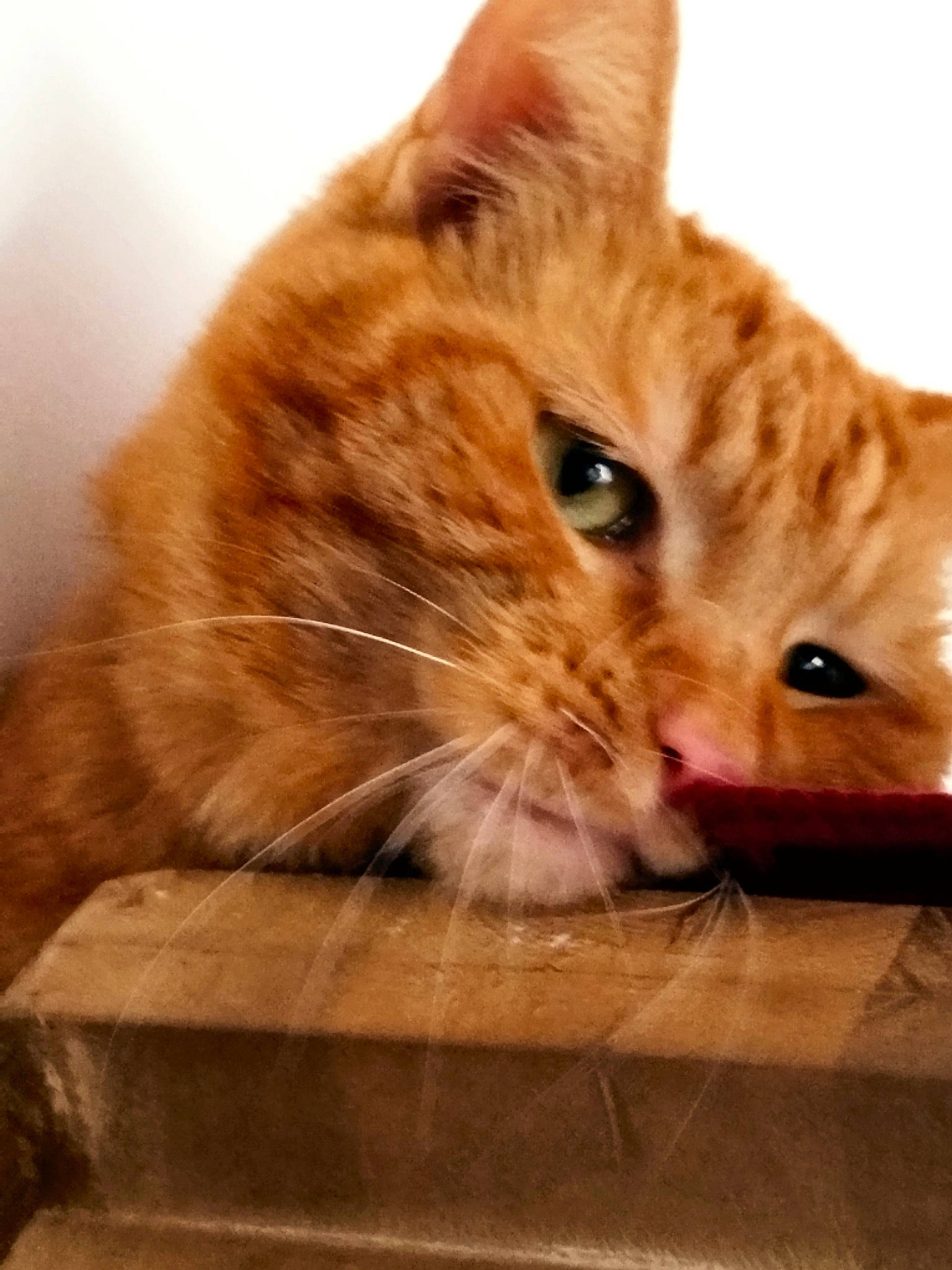 Ricola a rejoint le concours — aidez-le/la à gagner de superbes lots ! carnivore, cat, claw, domestic_short_haired_cat, ear, eye, fawn, felidae, fur, paw, sitting, small_to_medium_sized_cats, snout, whiskers, wood