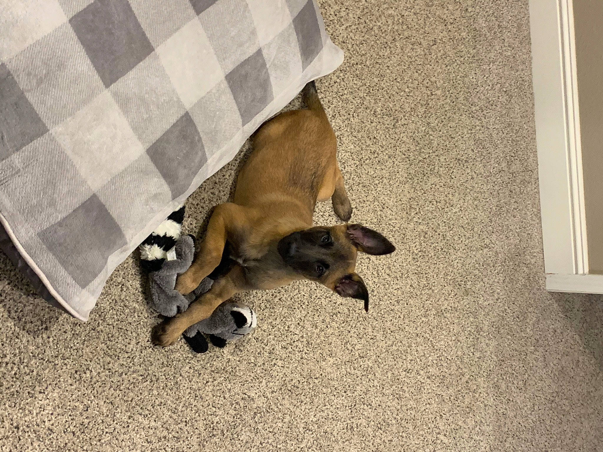 Dixie is registered to the contest to win money with this photo: beige, canidae, carnivore, companion_dog, dog, dog_breed, fawn, linens, liver, mat, paw, plaid, sleep, snout, tartan, working_animal