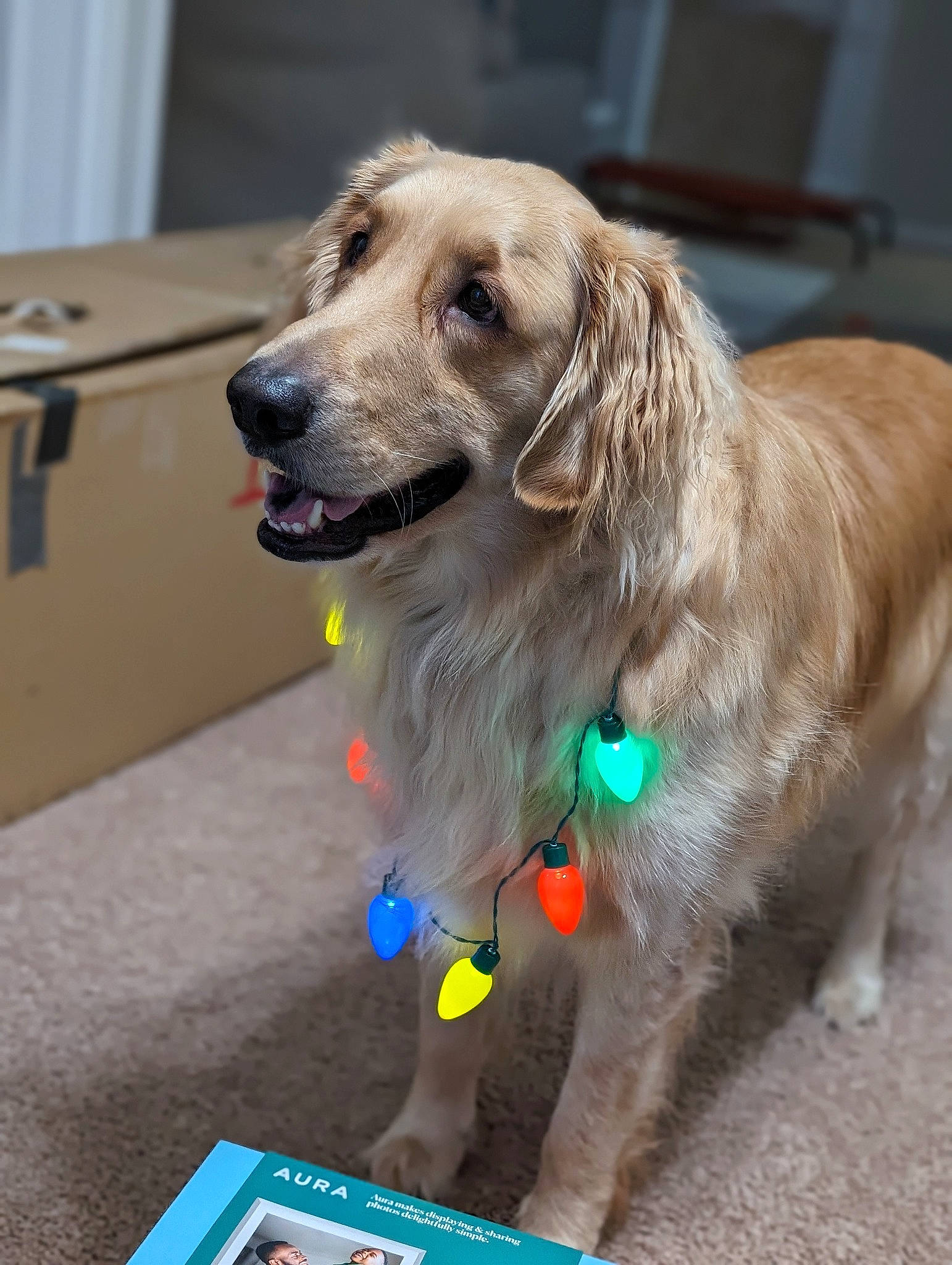 Mookie is registered to the contest to win money with this photo: canidae, carnivore, collar, companion_dog, dog, dog_breed, dog_collar, dog_supply, flooring, fur, gun_dog, leash, pet_supply, snout, sporting_group, working_animal