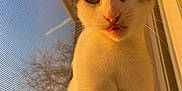 Praline a rejoint le concours — aidez-le/la à gagner de superbes lots ! cat, close_up, tongue_out, window, sunset_light, screen, whiskers, curious, pet, indoor, feline, animal, portrait, soft_light, warm_tone, fur, ears, nose, eye_contact, nature_background
